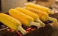 Five grilled corn on the cob at night market