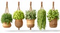 Five Hanging Plants in Macrame Planters on White Background Royalty Free Stock Photo