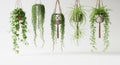 Five hanging plants shown on Royalty Free Stock Photo