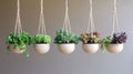 Five Hanging Succulent Planters with Macrame Cords Royalty Free Stock Photo