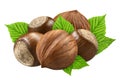 Five hazelnut isolated closeup in shell and without shell with leaf as package design elements. Fresh filbert white background.