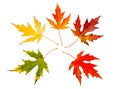 Five high resolution autumn leaves of maple tree