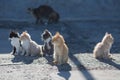 Five homeless kittens and mother cat on concrete pier in sea port