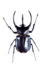 The five-horned beetle on the white background