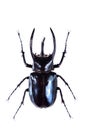 The five-horned beetle on the white background
