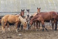 Five horses in front of old stable. Two bowed their heads, while other three stared intently into camera. Royalty Free Stock Photo