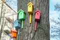 Five houses for the birds are on the trunk of a large tree. Nature conservation concept. Many multicolored nesting boxes hang on