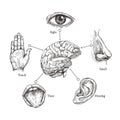 Five human senses. Sketch mouth and eye, nose and ear, hand and brain. Doodle body part vector set Royalty Free Stock Photo
