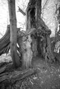 Ancient chestnut tree in black and white Royalty Free Stock Photo