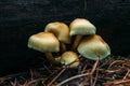 five inedible mushrooms on a dark background in pine needles