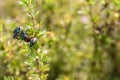 Five Japanese Beetles Share a Branch