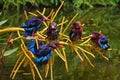 Five Javan kingfisher perched on a palm flower growing by the pond.