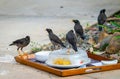 Five jungle myna birds scavenge a hotel tray of scraps