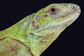 Five-keeled Spiny-tailed Iguana ( Ctenosaura quinquecariniata)