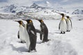 Five king penguins loafing in the snow