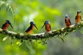 Five kingfishers perched on a tree branch looking for breakfast