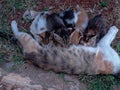 Five kittens breastfeeding their mother