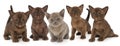 Five kittens of the European Burmese breed Royalty Free Stock Photo