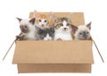 Five kittens looking out of a brown box