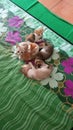 five kittens playing on the bed