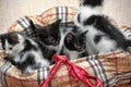 Five kittens together Royalty Free Stock Photo
