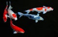 Five koi fish in pond