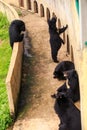 Black Bears Sit Stand Lie at Barrier by Wall in Zoo