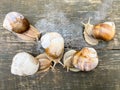 Five large forest snails on an abstract wooden surface.