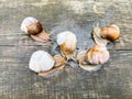 Five large forest snails on an abstract wooden surface.