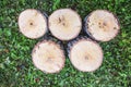 Five large round birch logs stand on the grass.