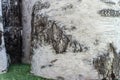 Five large round birch logs stand on the grass. View from above.