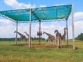 Five large spotted adult African giraffes standing outside in safari park zoo