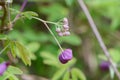 Chocolate vine Akebia quinata, flowers and buds on vine Royalty Free Stock Photo