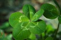 Five-leaf clover, a symbol of good luck Royalty Free Stock Photo