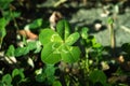 Five-leaf clover, a symbol of good luck Royalty Free Stock Photo