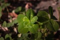 Five-leaf clover, a symbol of good luck Royalty Free Stock Photo