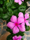 Five leaf pink flower macro photo