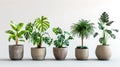 Serene Display of Variegated Indoor Plants in Concrete Pots. Perfect for Modern Home Decor and Plant Enthusiasts. A