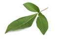 Five-leaved chaste tree, Chinese chaste, Indian privet, Negundo chest nut (Vitex trifolia Linn.), Leaves.