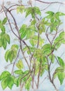 Five-leaved ivy, also known ac virginia creeper, victoria creeper and five-finger, in summer. Hand drawing, drawn by watercolor Royalty Free Stock Photo