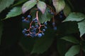 Five-leaved ivy blue berries Royalty Free Stock Photo