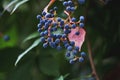 Five-leaved ivy blue berries Royalty Free Stock Photo