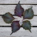 Five leaves of purple shiso perilla herb Royalty Free Stock Photo