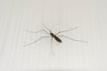a five legged mosquito. Royalty Free Stock Photo