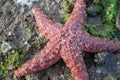 Five Legged Red Starfish on Barnacled Beach