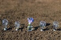 Five light bulbs on sandy ground