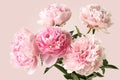 Five light pink peony flowers isolated on pink background. Royalty Free Stock Photo