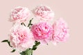 Five light pink peony flowers on pink background. Closeup Royalty Free Stock Photo