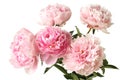Five light pink peony flowers on white background. Closeup Royalty Free Stock Photo