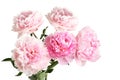 Five light pink peony flowers on white background. Closeup Royalty Free Stock Photo
